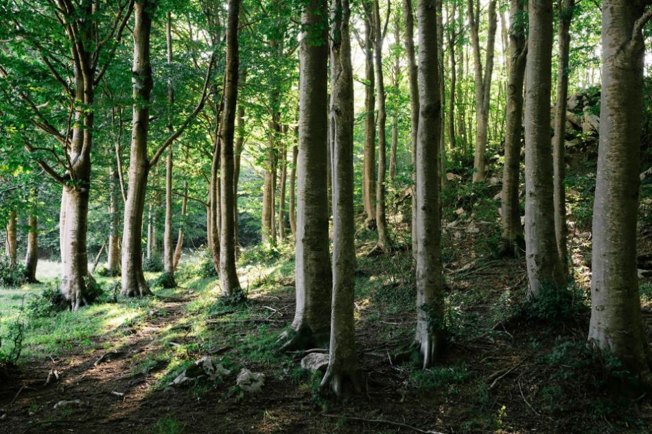 Matese: the breath of the earth between beech trees and Porcini mushrooms